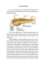 Konspekts 'Aizkuņģa dziedzeris. Diabēts', 3.