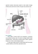 Konspekts 'Aizkuņģa dziedzeris. Diabēts', 5.