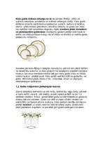 Konspekts 'Aukstais galds', 5.