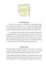 Referāts 'Senā Grieķija', 13.