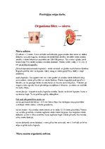 Konspekts 'Nieres', 1.