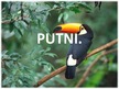 Prezentācija 'Putni', 1.