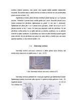 Referāts 'Hiperpronācijas novēršana, izmantojot dažādas pēdu ortozes', 10.