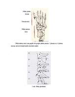 Referāts 'Hiperpronācijas novēršana, izmantojot dažādas pēdu ortozes', 35.