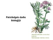 Prezentācija 'Ārstniecības baldriāns', 1.