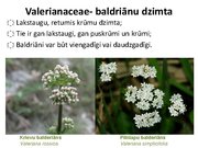 Prezentācija 'Ārstniecības baldriāns', 2.