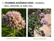 Prezentācija 'Ārstniecības baldriāns', 3.