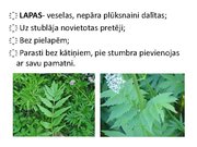 Prezentācija 'Ārstniecības baldriāns', 4.