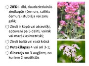 Prezentācija 'Ārstniecības baldriāns', 5.