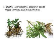 Prezentācija 'Ārstniecības baldriāns', 6.