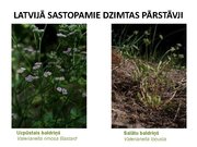 Prezentācija 'Ārstniecības baldriāns', 9.