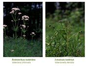 Prezentācija 'Ārstniecības baldriāns', 10.