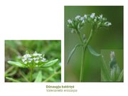 Prezentācija 'Ārstniecības baldriāns', 11.