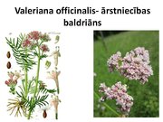 Prezentācija 'Ārstniecības baldriāns', 12.