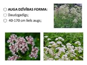 Prezentācija 'Ārstniecības baldriāns', 13.