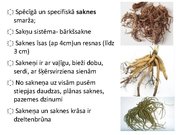 Prezentācija 'Ārstniecības baldriāns', 15.