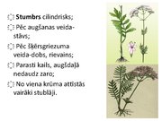 Prezentācija 'Ārstniecības baldriāns', 16.