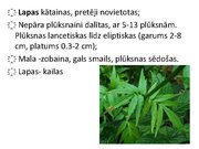 Prezentācija 'Ārstniecības baldriāns', 17.