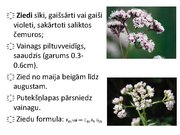 Prezentācija 'Ārstniecības baldriāns', 19.
