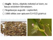 Prezentācija 'Ārstniecības baldriāns', 20.