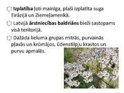 Prezentācija 'Ārstniecības baldriāns', 21.