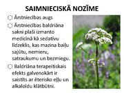 Prezentācija 'Ārstniecības baldriāns', 22.