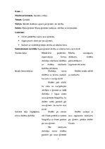 Konspekts 'Sociālo zinību stundas konspekts 1.klasei "Mana ģimene"', 1.