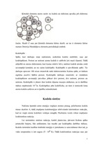 Referāts 'Kodolfizika', 5.