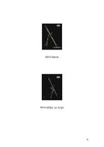 Referāts 'Rotas mīnmetēji šodien un nākotnē', 13.