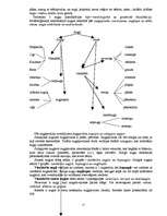 Konspekts 'Augu morfoloģija. Eksāmena jautājumi', 15.