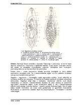 Referāts 'Tārpi', 4.