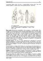 Referāts 'Tārpi', 22.