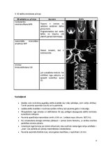 Prakses atskaite 'Datortomogrāfija', 6.