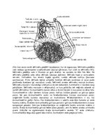 Referāts 'Zirgu reproduktīvās slimības un patoloģijas', 5.
