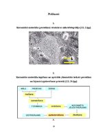 Referāts 'Porcelāns un fajanss', 19.