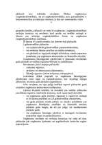 Konspekts 'Revīzija', 2.