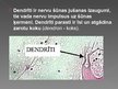 Prezentācija 'Dzīvnieku nervaudi', 8.