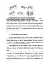 Referāts 'Jumta segumi', 17.