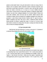 Referāts 'Āfrikas savanna', 16.