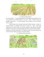 Biznesa plāns 'Biznesa plāns enerģētisko kārklu audzēšanai', 14.