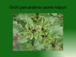 Prezentācija 'Kartupeļu lapgrauzis', 7.