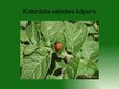 Prezentācija 'Kartupeļu lapgrauzis', 8.
