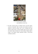 Diplomdarbs 'Harvestera mērierīču kalibrēšanas ietekme uz sagatavotu kokmateriālu dimensionāl', 31.