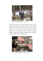 Diplomdarbs 'Harvestera mērierīču kalibrēšanas ietekme uz sagatavotu kokmateriālu dimensionāl', 32.