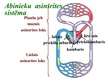 Prezentācija 'Asinsrites sistēma', 8.