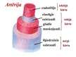 Prezentācija 'Asinsrites sistēma', 24.