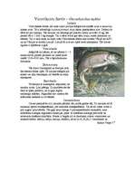 Konspekts 'Varavīksnes forele – Oncorhynchus mykiss', 1.