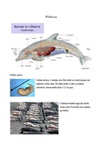 Konspekts 'Delfīni', 6.