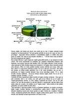 Referāts 'Čigāntautība', 4.