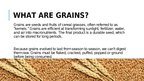 Prezentācija 'Organic Grains', 2.